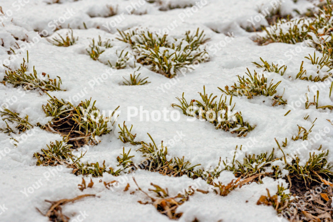 Stock Photo of Small grass in the snow macro scene
