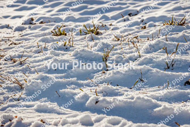 Stock Photo of Nature grass in the snow cold scene in the morning