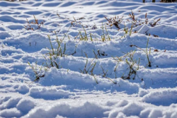 Stock Photo of Little grass in the snow in the morning cold day