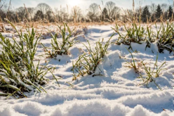 Stock Photo of Nature growing in the snow green grass
