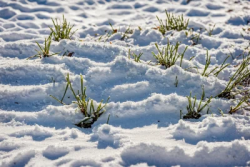 Stock Photo of Macro lens grass in the snow morning cold scene
