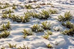 Stock Photo of Grass green in the snow white ground cold