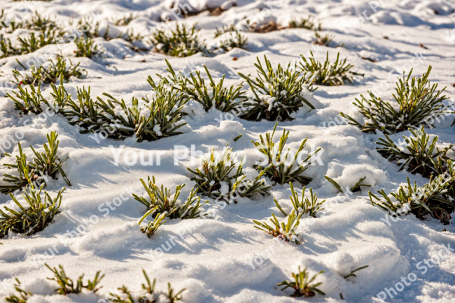 Stock Photo of Grass green in the snow white ground cold