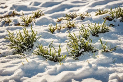 Stock Photo of Grass green in the snow white ground cold small grass