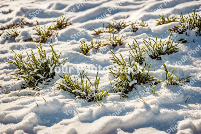 Stock Photo of Grass green in the snow white ground cold small grass