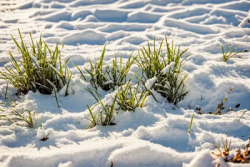Grass snow cold morning green nature growing