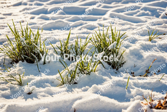 Stock Photo of Grass snow cold morning green nature growing