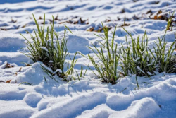 Stock Photo of Grass green in the snow macro lens detail morning cold