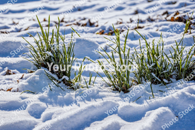 Stock Photo of Grass green in the snow macro lens detail morning cold