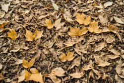 Stock Photo of Leaves autum in the ground yellow Leaves sad