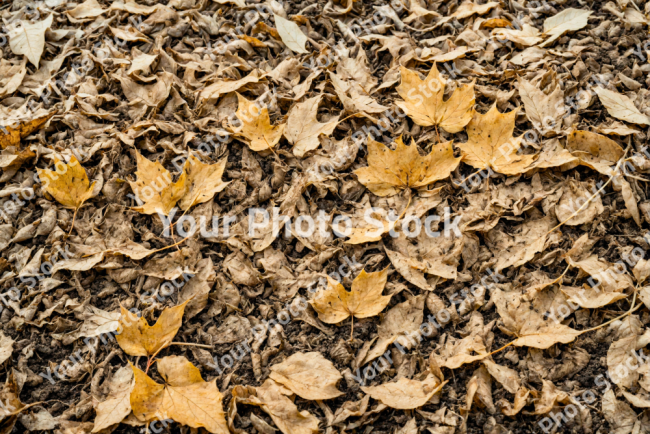 Stock Photo of Leaves autum in the ground yellow Leaves sad