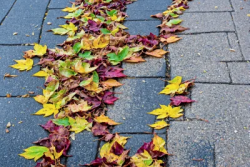 Stock Photo of Leaves  autum on the concrete sidewalk