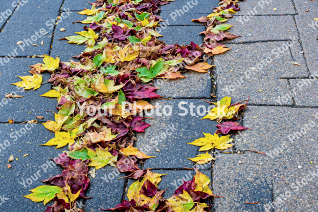 Stock Photo of Leaves  autum on the concrete sidewalk