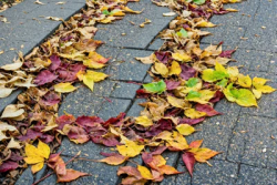 Stock Photo of Colorful Leaves autum on the concrete sidewalk