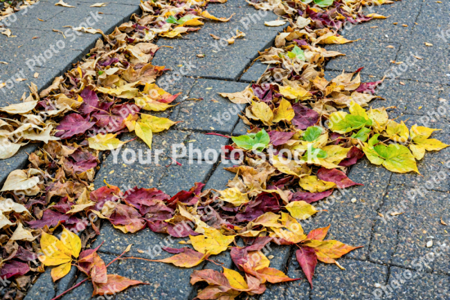 Stock Photo of Colorful Leaves autum on the concrete sidewalk