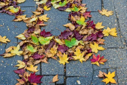 Stock Photo of Color ground with Leaves in the sidewalk
