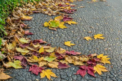 Stock Photo of Leaves in the ground autum sidewalk