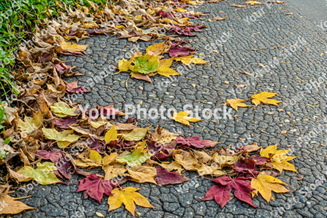 Stock Photo of Leaves in the ground autum sidewalk