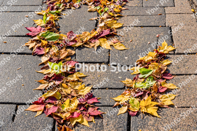 Stock Photo of Leaves colorful autum in the ground sunny day