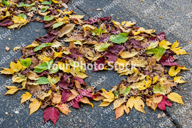 Stock Photo of Leaves of autum cover asphalt