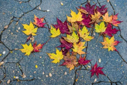 Stock Photo of Yellow and red Leaves autum in the concrete overcast day
