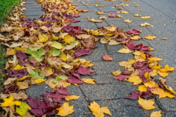 Stock Photo of Autum ground with Leaves in the sidewalk