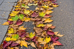 Stock Photo of Autum ground with Leaves in the sidewalk asphalt overcast day