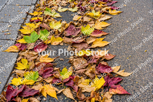 Stock Photo of Autum ground with Leaves in the sidewalk asphalt overcast day