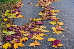 Stock Photo of Leaves colorful on the street in concrete
