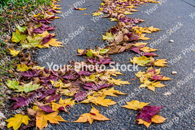 Stock Photo of Leaves colorful on the street in concrete