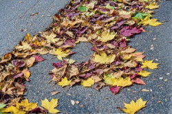 Stock Photo of Leaves autum on the concrete city street