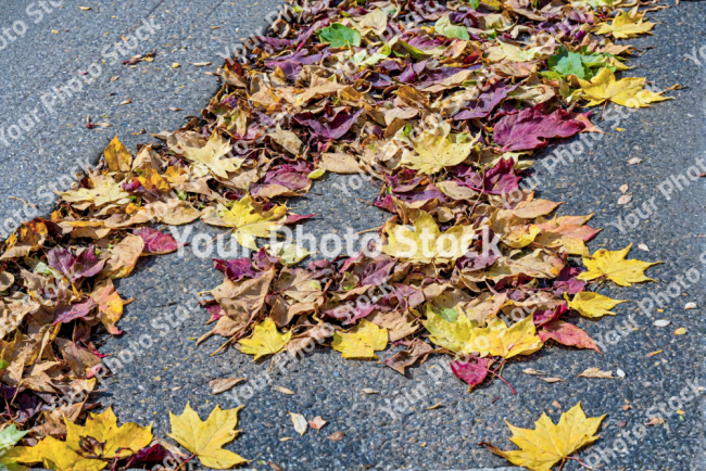 Stock Photo of Leaves autum on the concrete city street