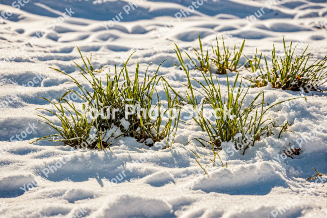 Stock Photo of Grass on the snow sunset sunrise day cold enviroment