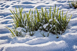 Stock Photo of Grass green on the snow winter cold nature