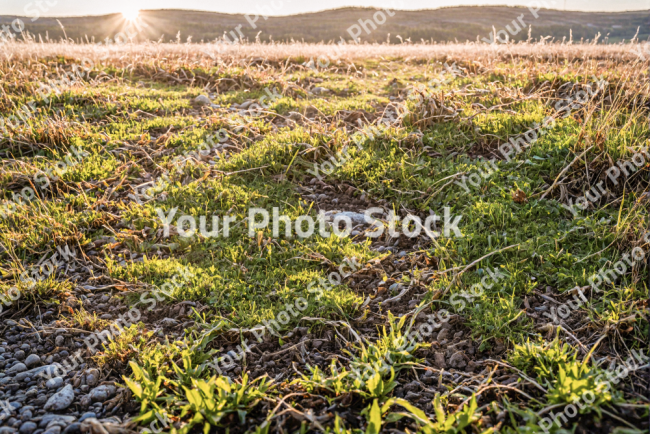 Stock Photo of Nordic landscape grass green sunset