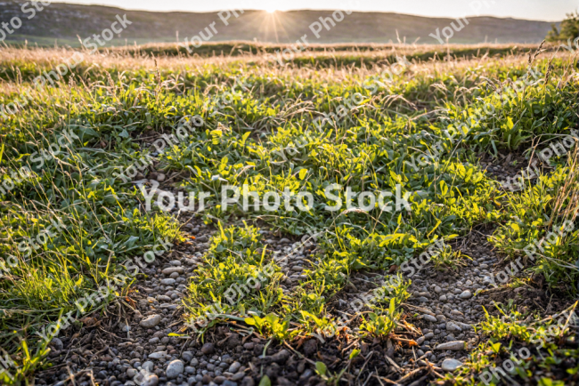 Stock Photo of Landscape nordic sunrise sunset grass nature