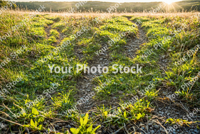 Stock Photo of Grass in the nordic landscape macro