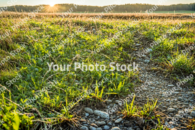 Stock Photo of Grass carpet landscape nordic nature