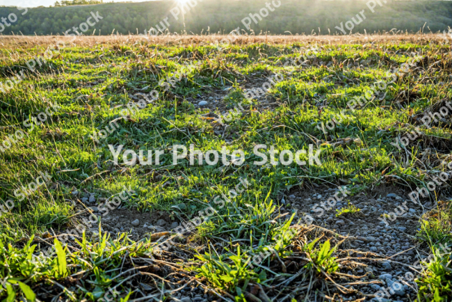 Stock Photo of Grass ground green nordic landscape