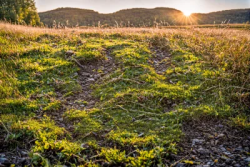Nordic grass rocks ground sunset sunrise landscape