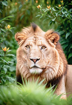 Stock Photo of Lion in the jungle animal