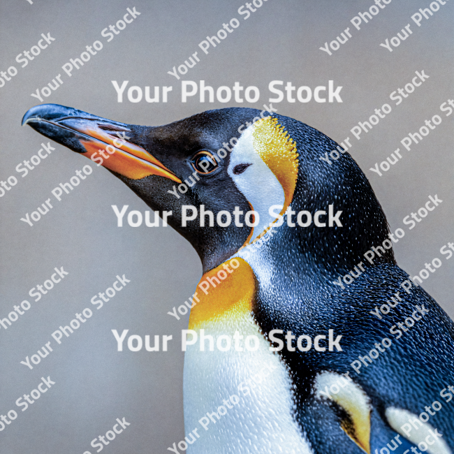 Stock Photo of Penguin photo animal nature black white yellow