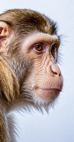 Stock Photo of Monkey profile face eyes animal chimpanzee