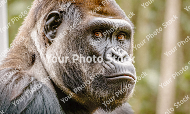 Stock Photo of Gorilla face looking to camera in the jungle