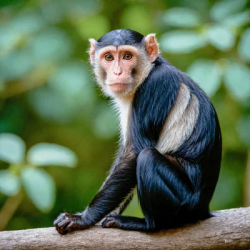 Stock Photo of Monkey chimpanzee in the nature tree looking the camera