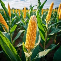 Stock Photo of Corn plantation agriculture food vegetables