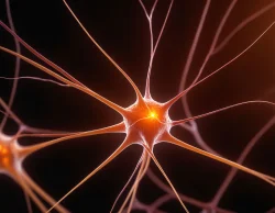 Neuron brain science orange biology