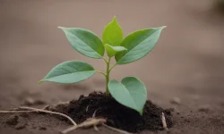 Stock Photo of young plant growing in soil ground grow life isolated growth agriculture seed leaf leaves