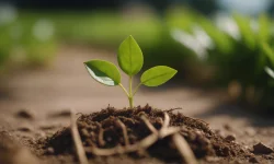 Stock Photo of young plant growing in soil ground grow life isolated growth agriculture seed leaf leaves