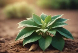 Stock Photo of aloe vera plant small plant in the ground nature growing green in the earth grow